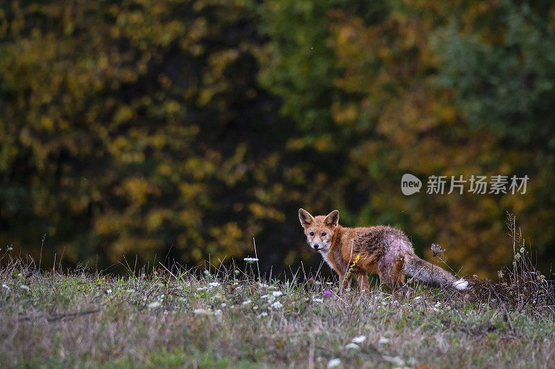 秋季赤狐(Vulpes Vulpes)，喀尔巴阡，特兰西瓦尼亚